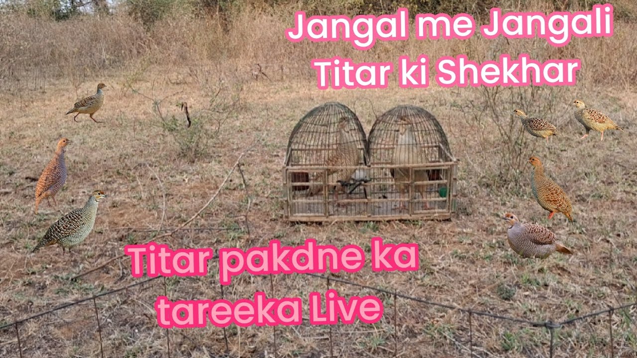 Jangal me Jangali Titar pakdne ka tareeka Live Jangali Titar ki Shekhar 