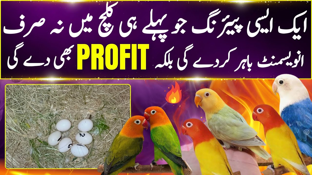 Lovebird Best Pairing | Pale-fallow Visual into Split & Split into Split pairing | YTG Birds