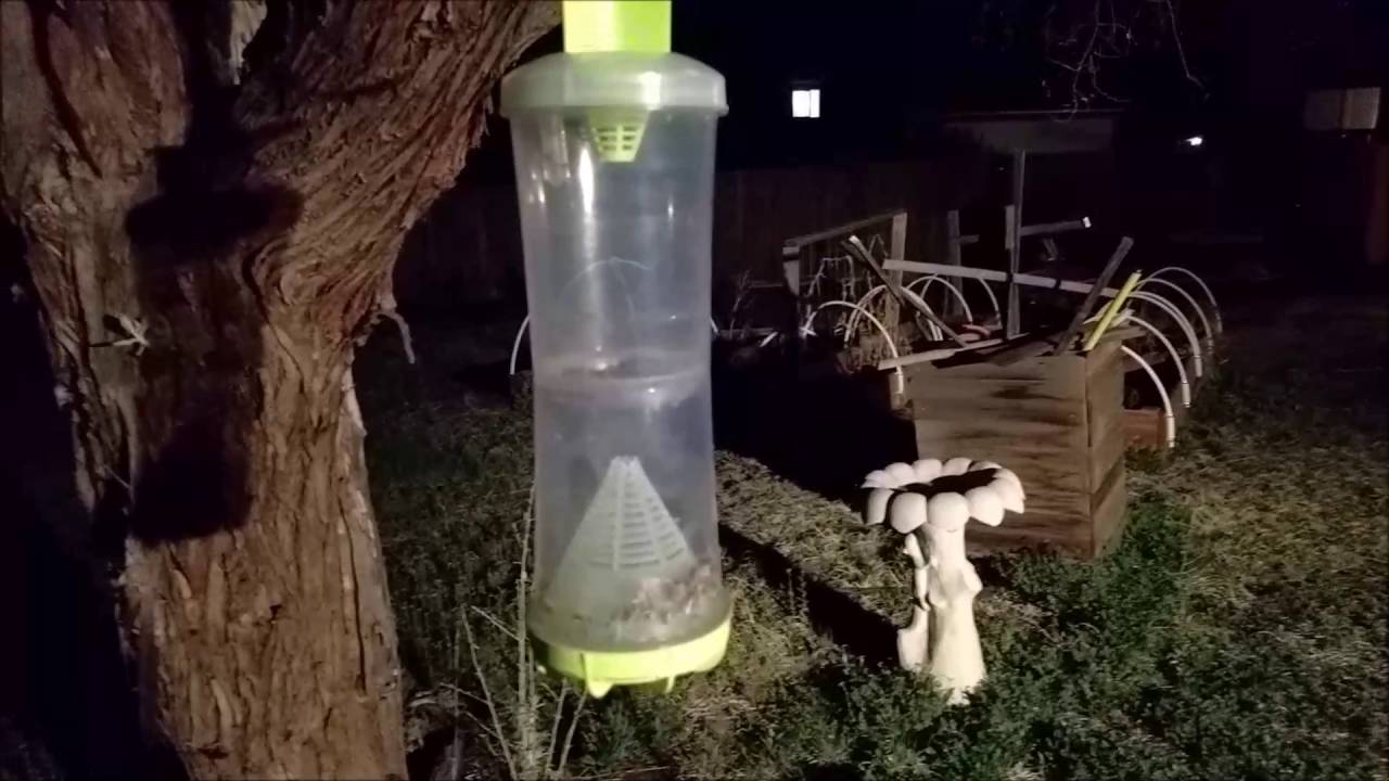 How to refill a Rescue W·H·Y Trap for Wasps, Hornets & Yellow jackets Insect Trap