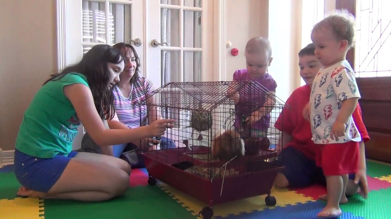 Madeline and Malcolm meet Gus the guinea pig