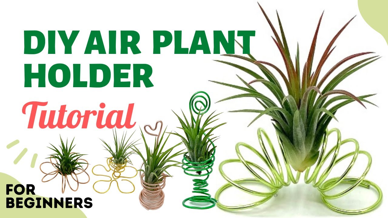 How to DIY an air plant holder?