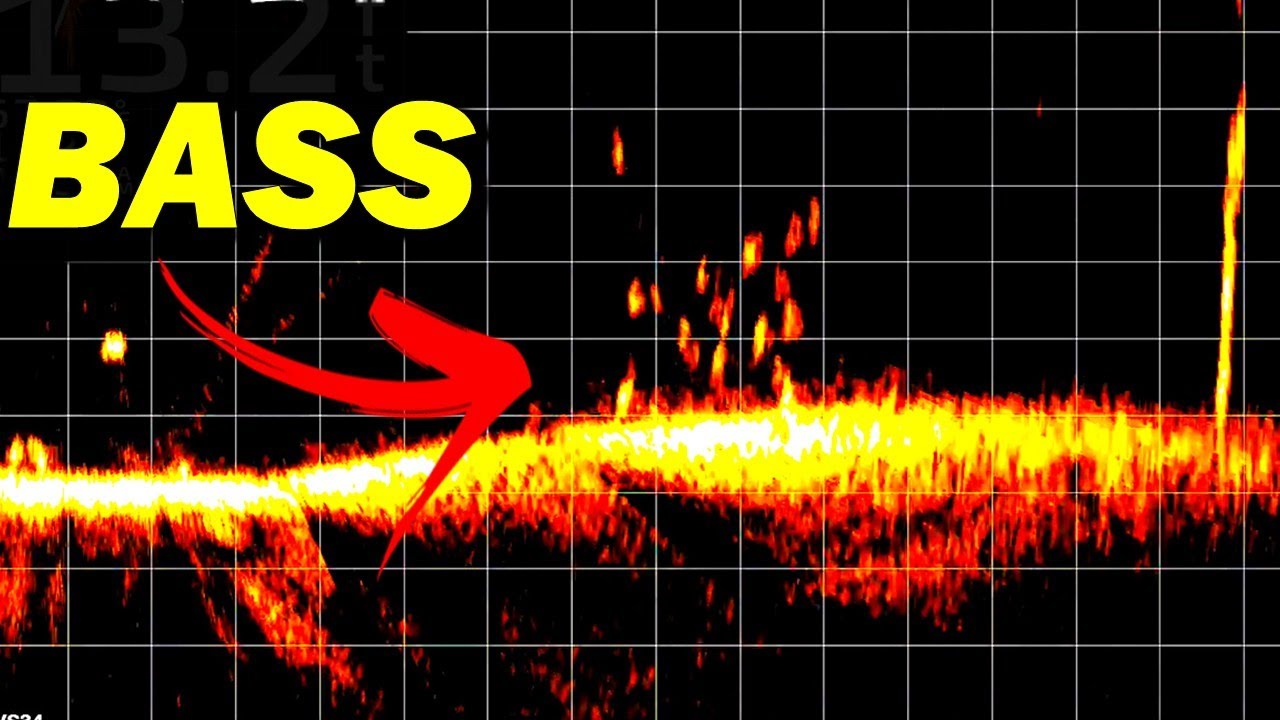 Pro Bass Anglers Don't Want You Seeing This Livescope Footage