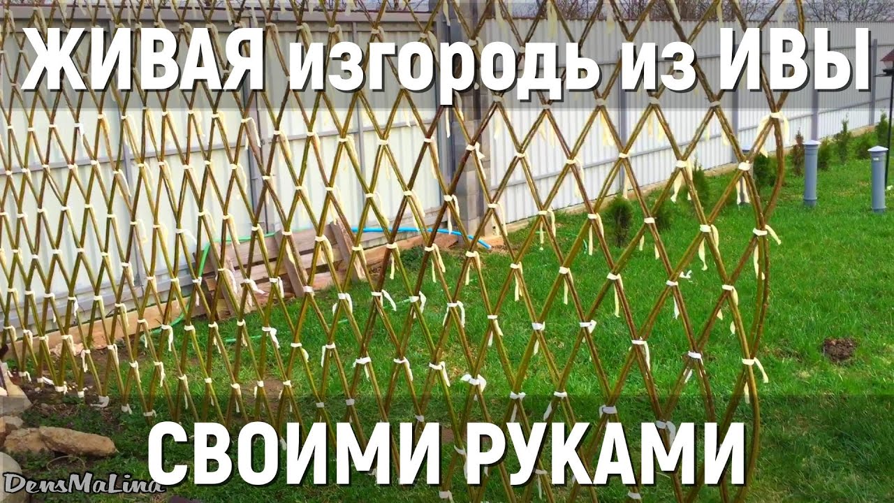 Живая изгородь из ивы своими руками (разрастётся или нет)