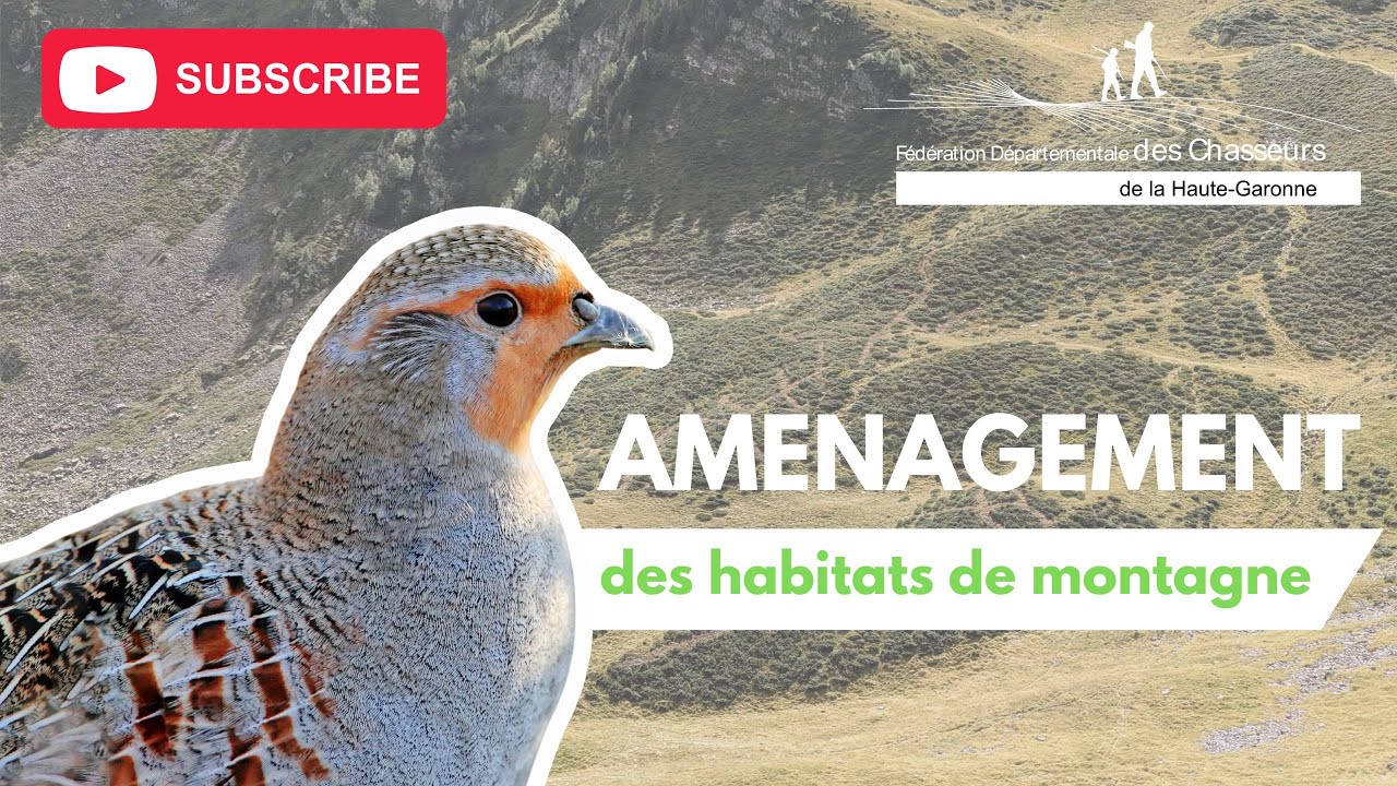 [ENVIRONNEMENT] Suivis et aménagements en faveur de la Perdrix grise des Pyrénées en Haute-Garonne