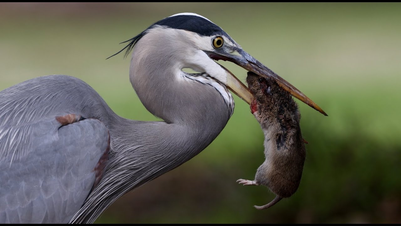 Great Blue Heron hunting gophers encounters hawk and bigger heron
