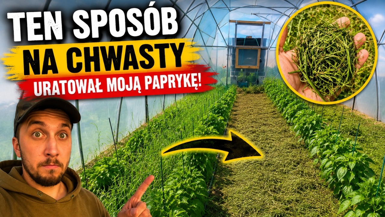 Jak pozbyć się chwast&oacute;w z tunelu? Ten patent zrobił r&oacute;żnicę!