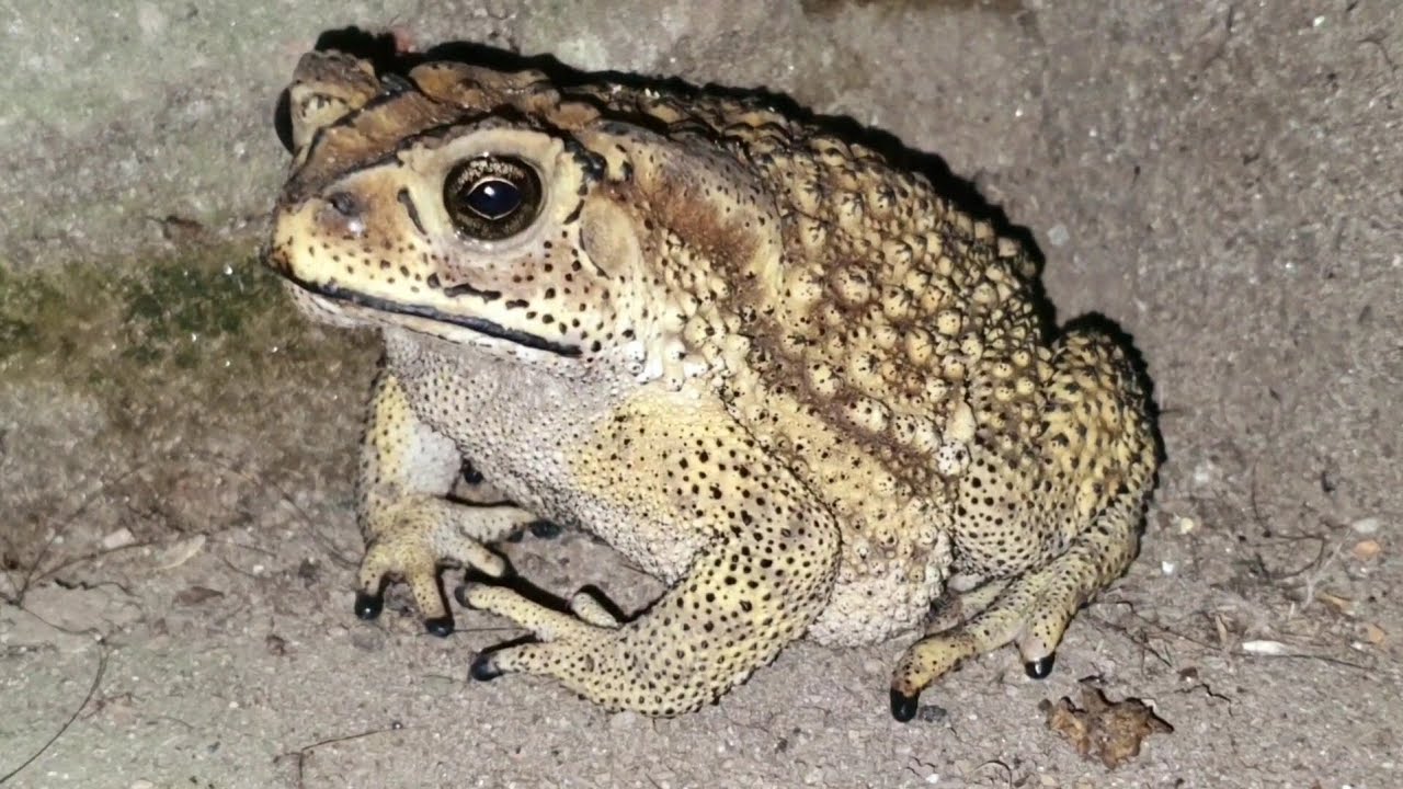 Asian common toad Bd Frog Animal life #wildlife