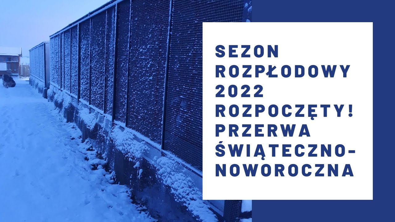 Sezon rozpłodowy 2022 rozpoczęty ! / Przerwa świąteczno- noworoczna - Morel Team