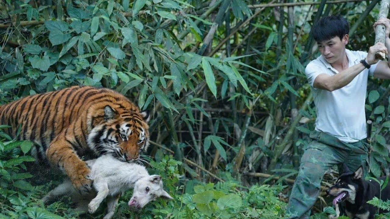 A Predator Attacks the Farm — The CEO Races Against Time to Save His Baby Goat