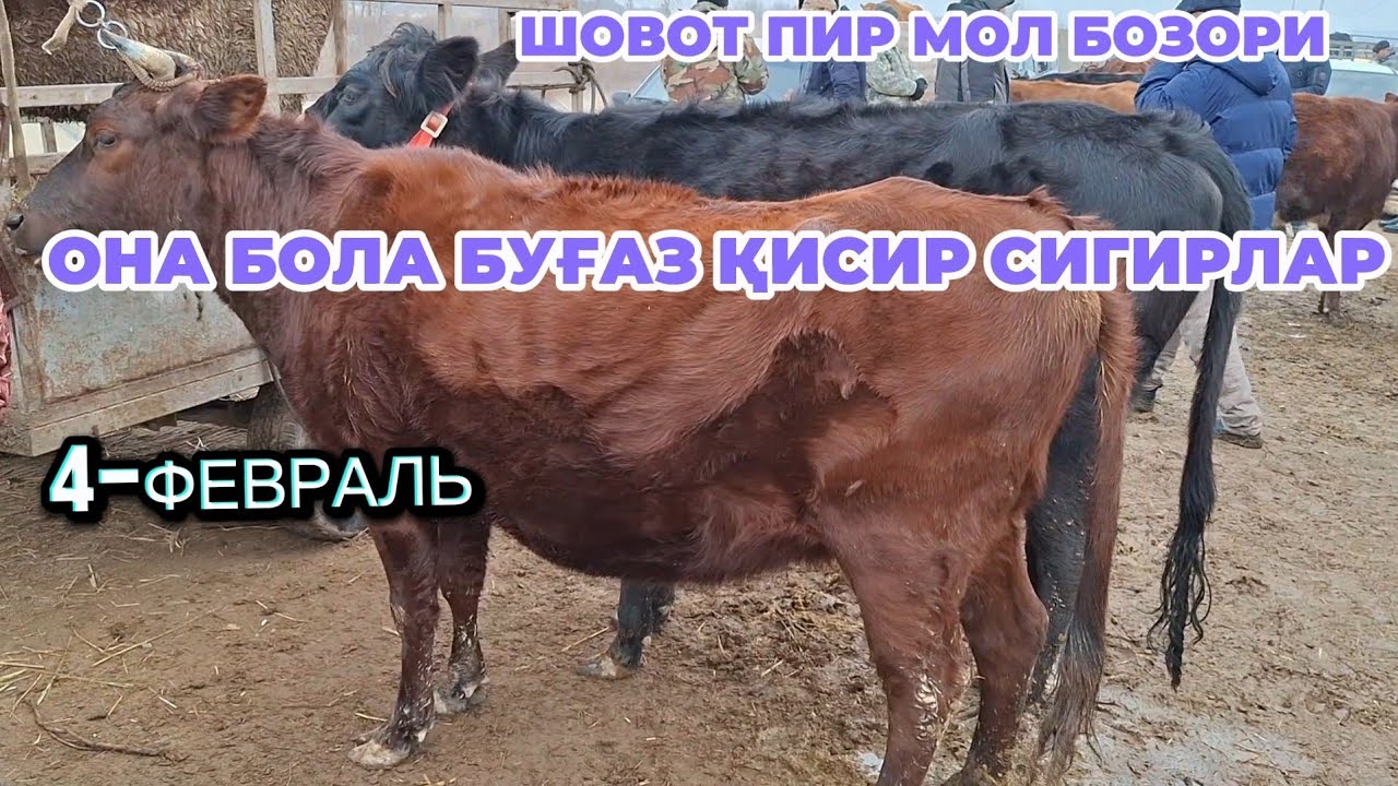 ШОВОТ МОЛ БОЗОРИ ОНА БОЛА БУҒОЗ ҚИСИР СИГИРЛАР НАРХЛАРИ 4-ФЕВРАЛЬ 