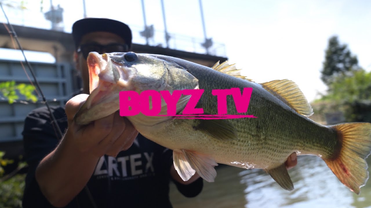 【陸っぱり】夏の琵琶湖陸っぱり　#BoyzTV