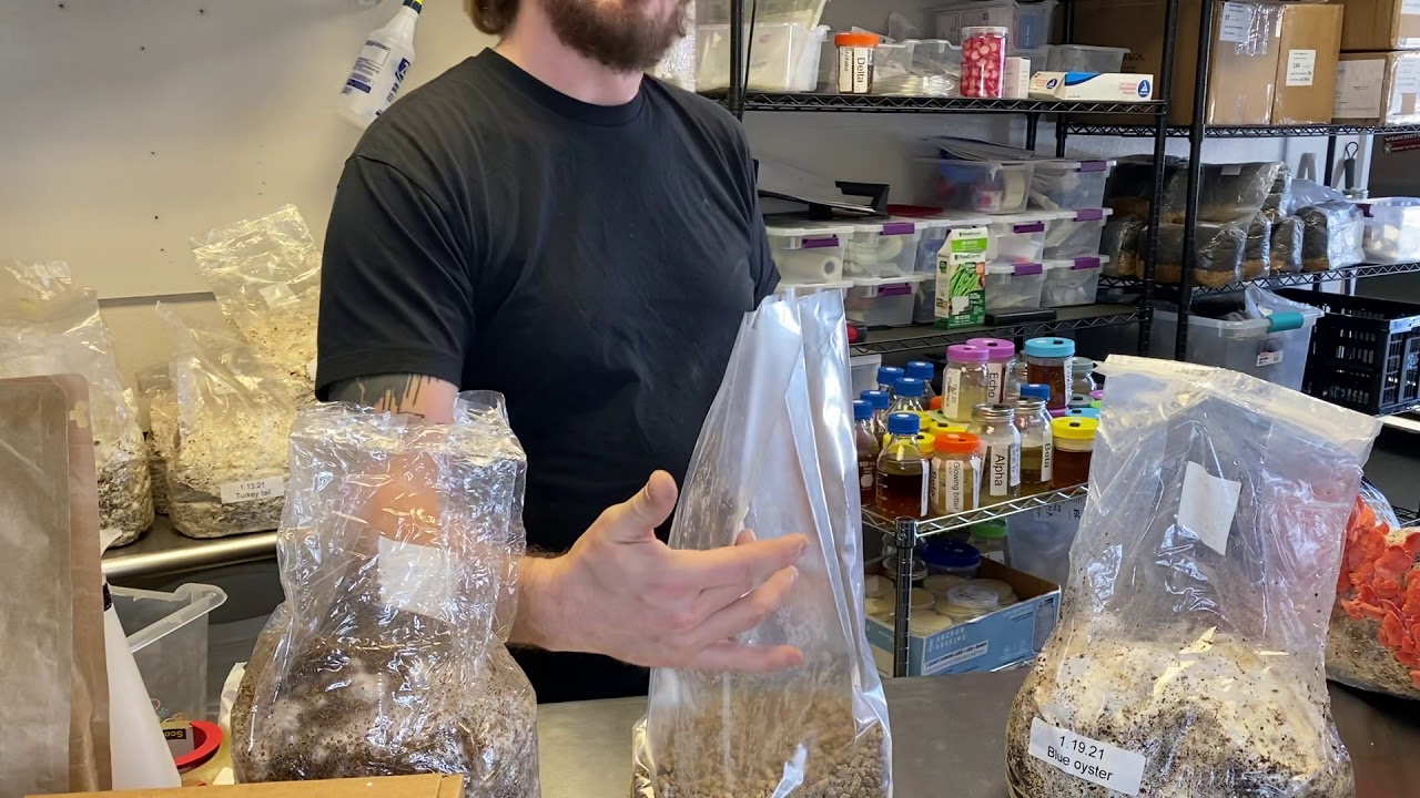 Mushroom fruiting block basics 1: what’s a fruiting block