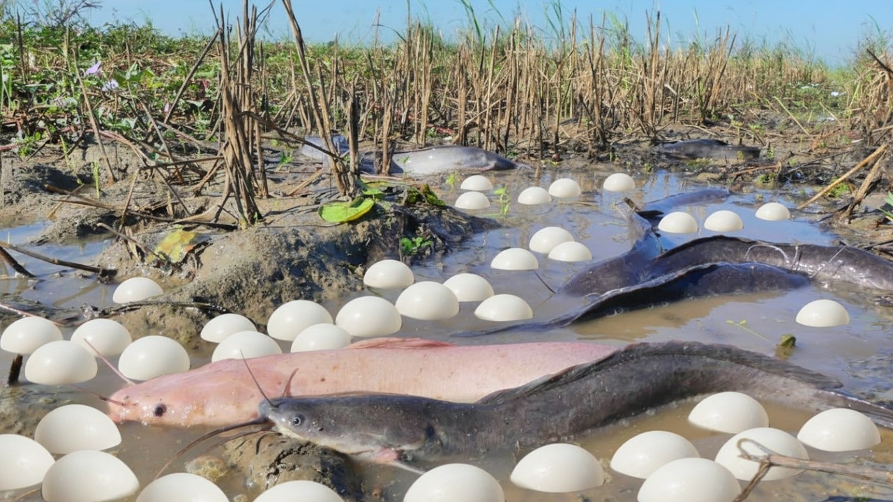 Amazing Primitive Survival: Catching Giant Catfish and Collecting Eggs