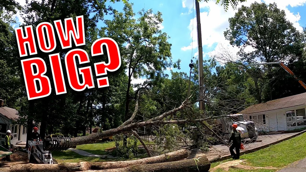 Removing Big Difficult Trees | Crane Operator Was Out Of His Mind
