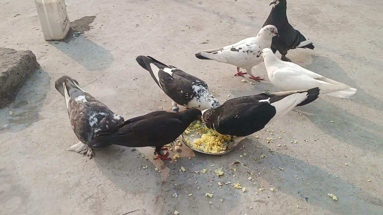 हमारे नए ब्लॉक वीडियो देखें कबूतर का