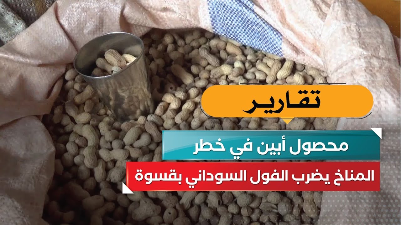 محصول أبين في خطر… المناخ يضرب الفول السوداني بقسوة!