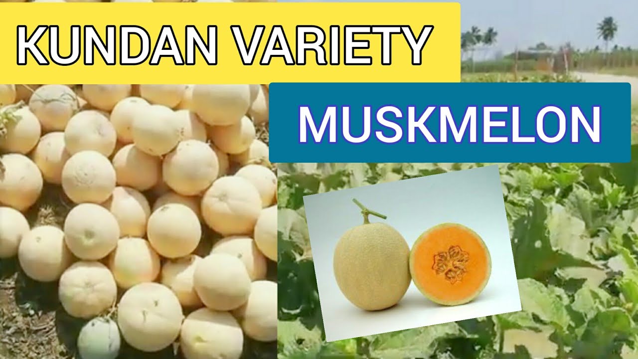 MUSKMELON CULTIVATION TAMIL | KUNDAN VARIETY | KNOWN YOU SEEDS | F1 HYBRID