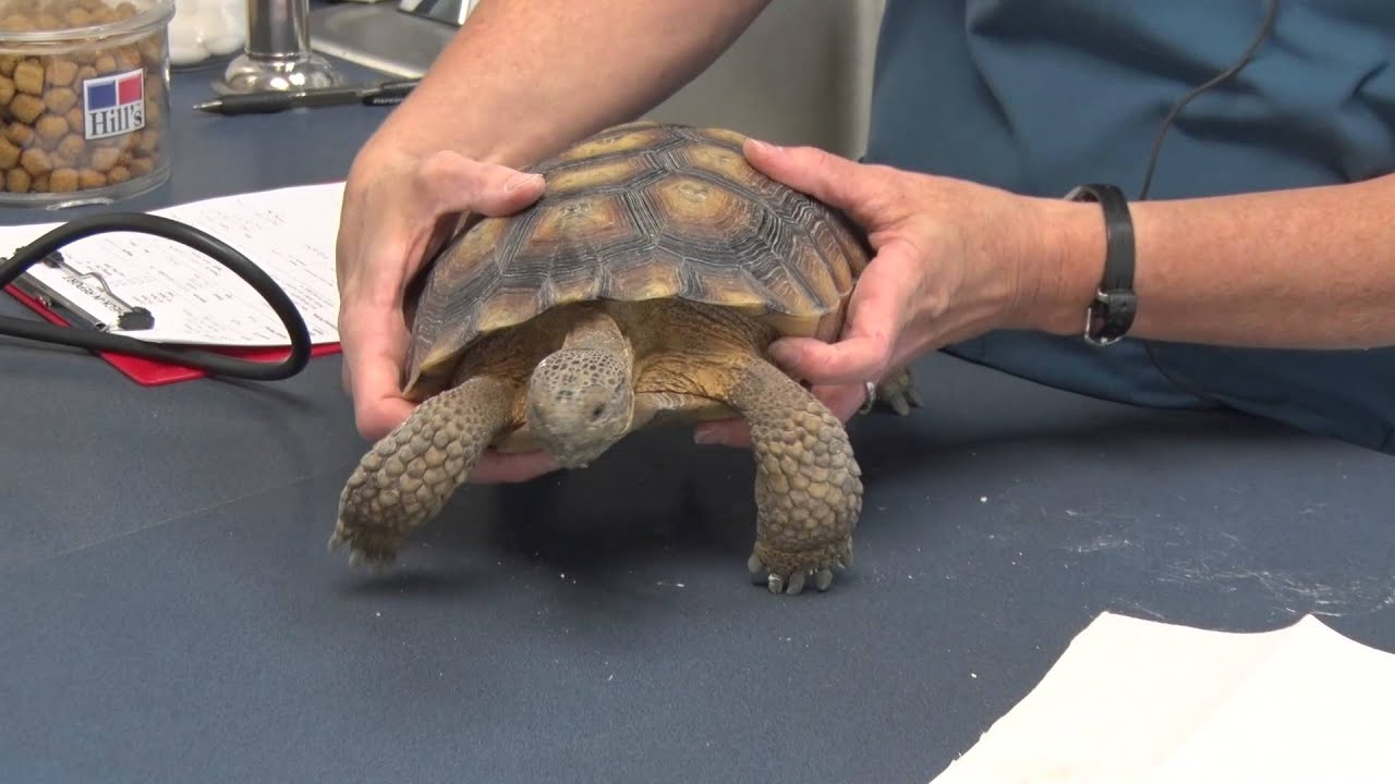 Desert Tortoise Health Check