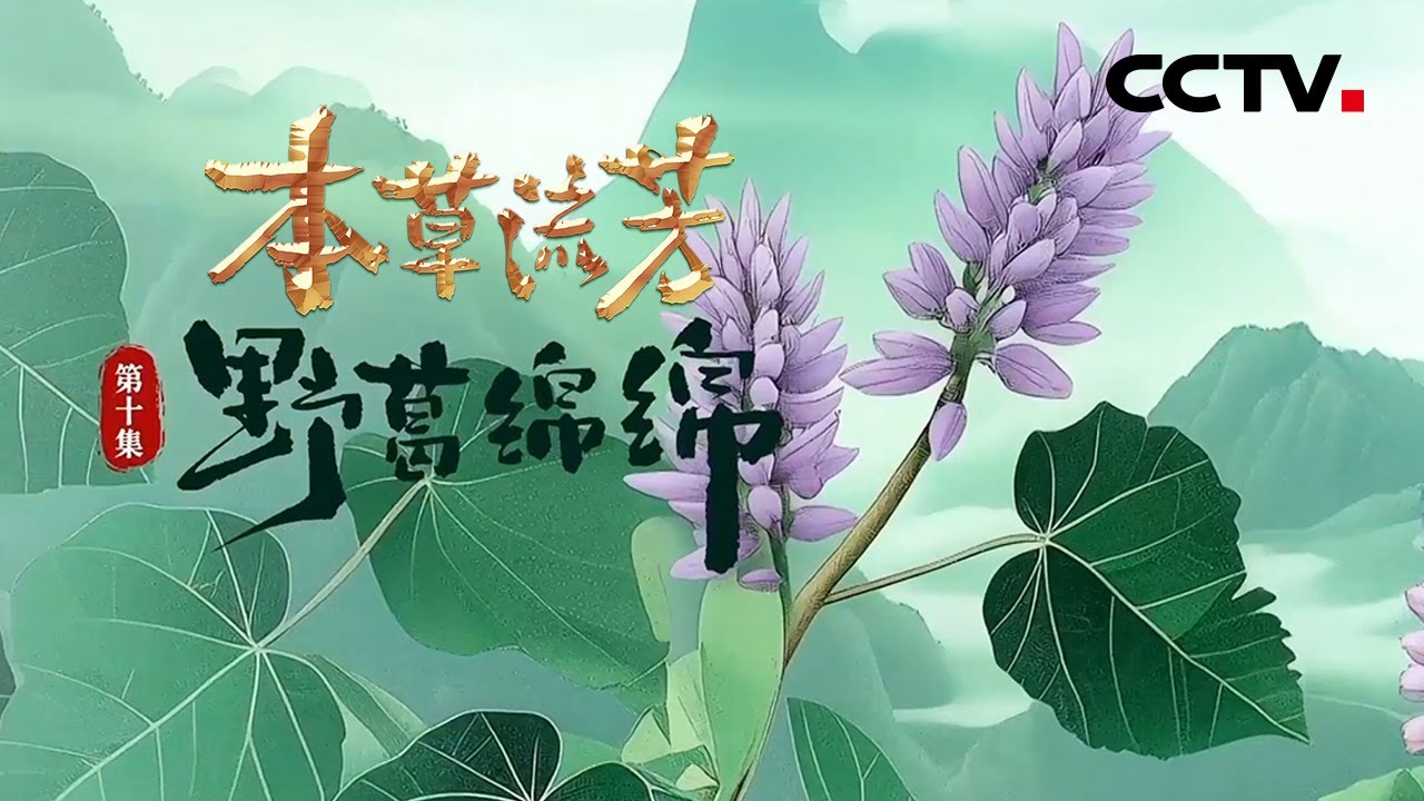 拥有无限重生的“超能力” 葛根都有哪些神奇功效？《本草流芳》 第10集 野葛绵绵 | CCTV「本草流芳」