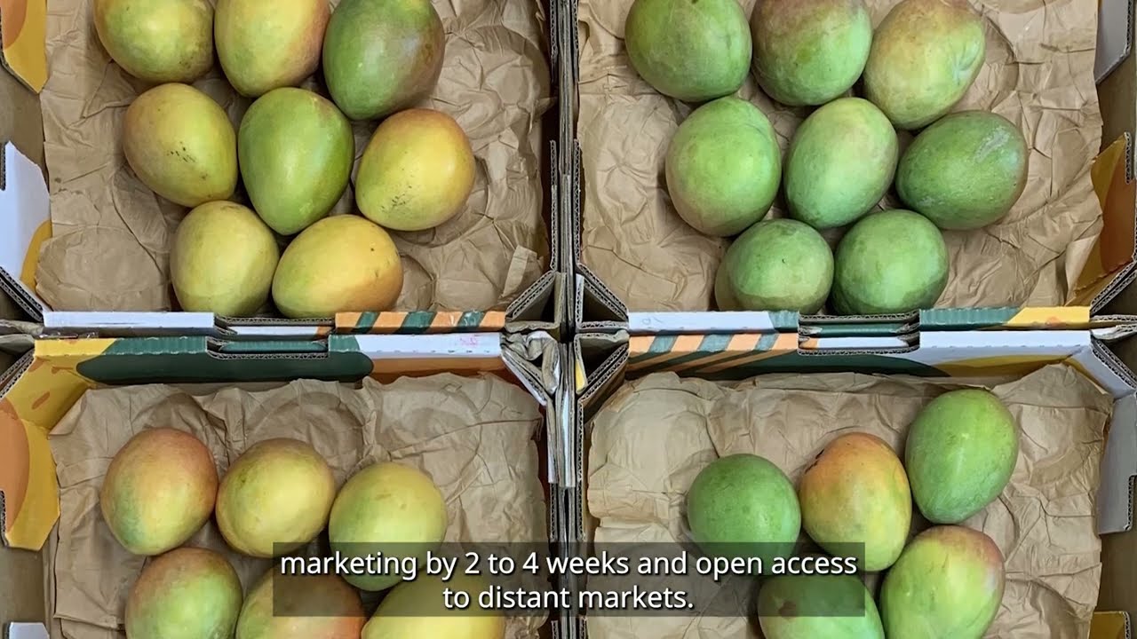 Managing mango quality along the supply chain