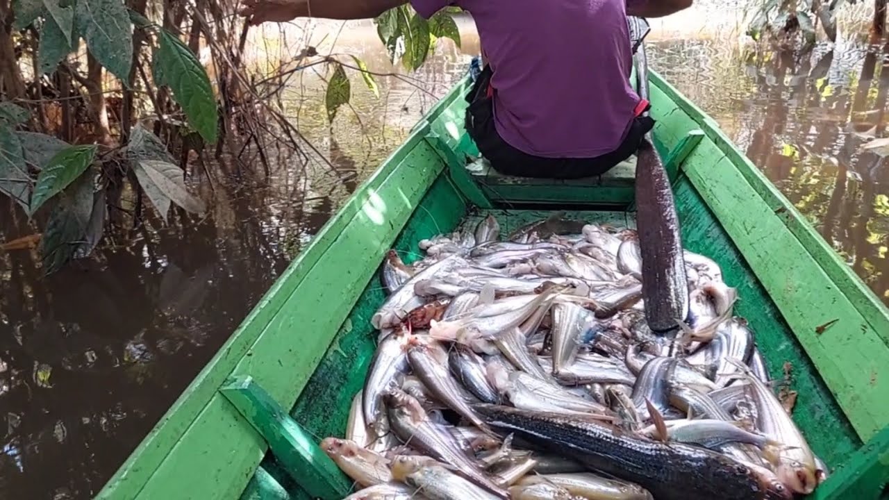 merawai ikan lais di hutan pinggiran sungai lamandau part#2