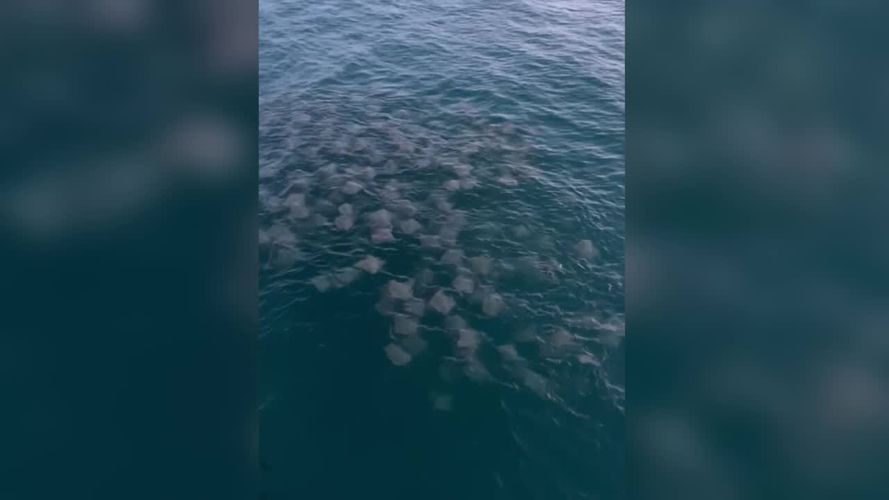 WATCH: Dozens of stingrays spotted off Johnnie Mercers Fishing Pier