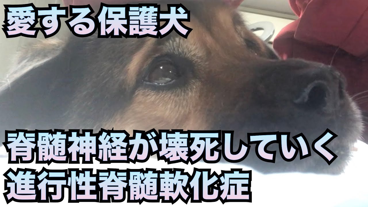 【進行性脊髄軟化症①】刻一刻と進行する症状。共に受容し残された貴重な時間を共に過ごす1週間の記録