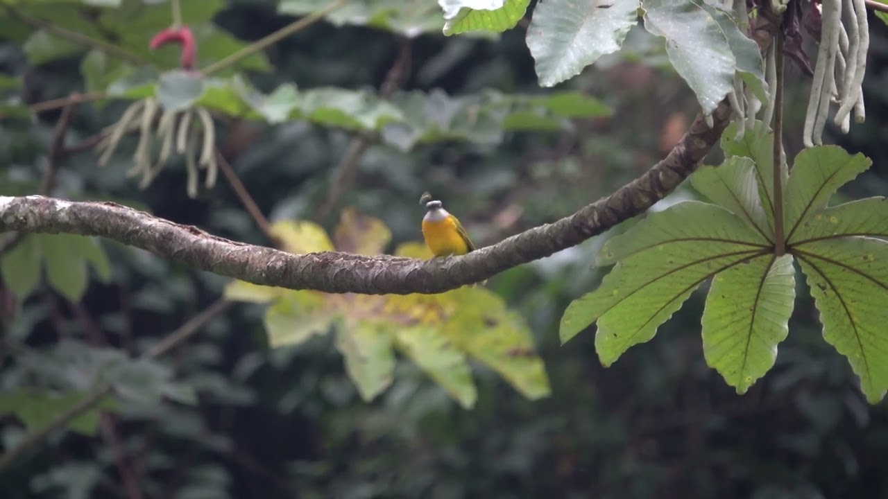 Eucometis penicillata | G&uuml;icha Hormiguera | Gray-headed Tanager