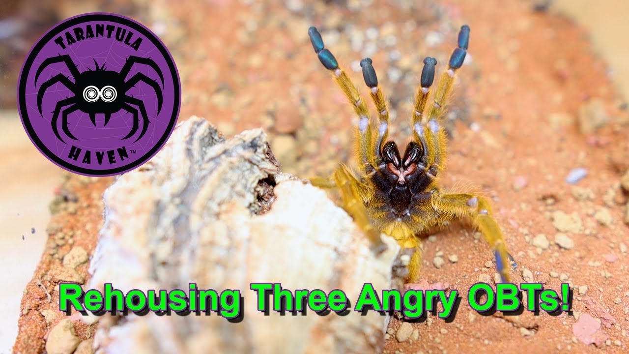 Rehousing Three Angry OBT's!