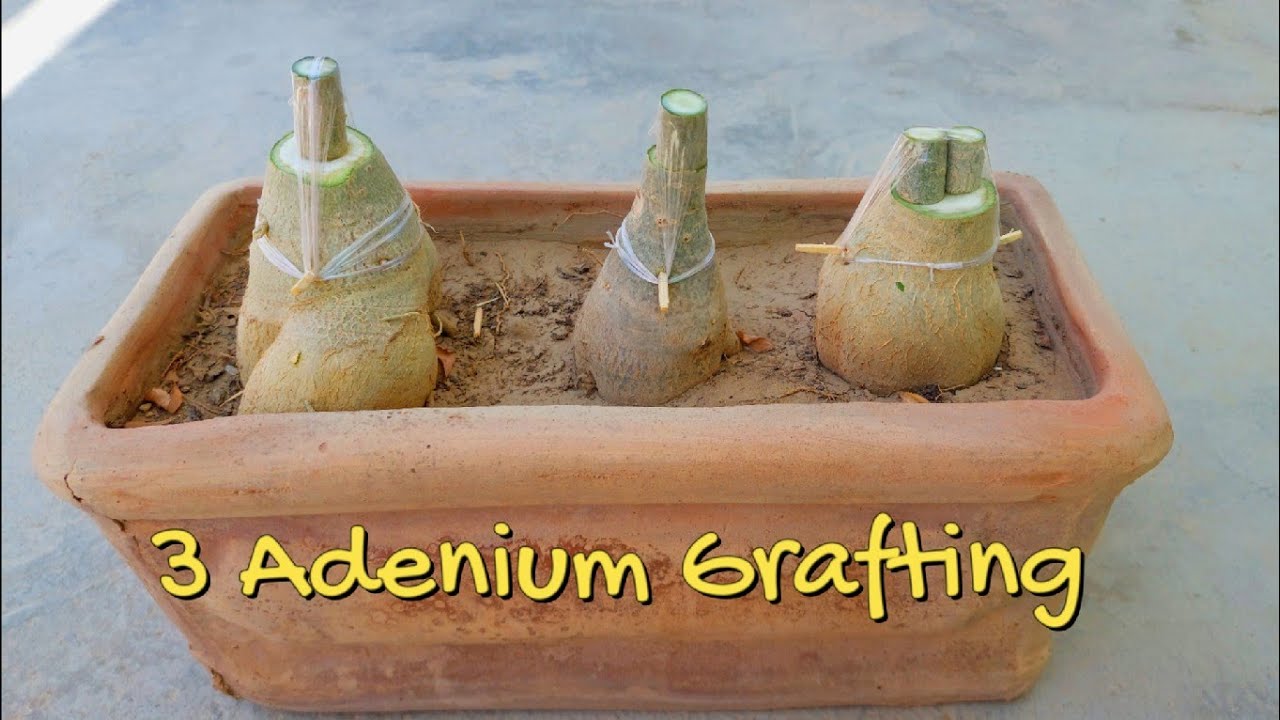 Multiple Adenium Plant Grafting In One Pot | Learn To Graft Desert Rose