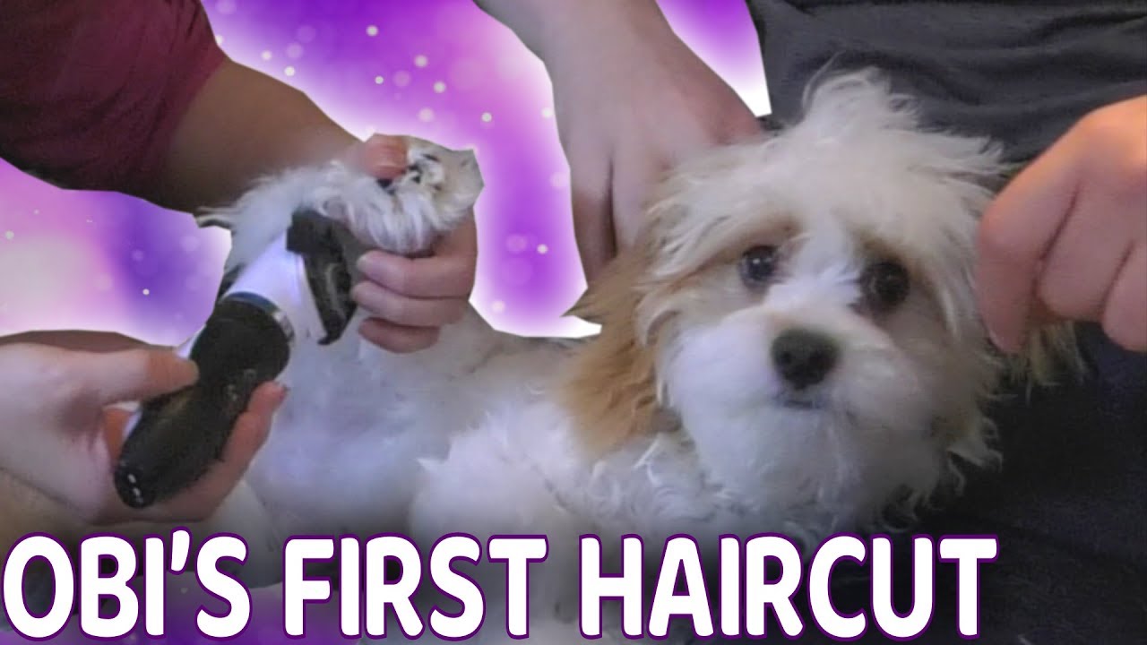Quarantine Vlog: Obi's First Haircut