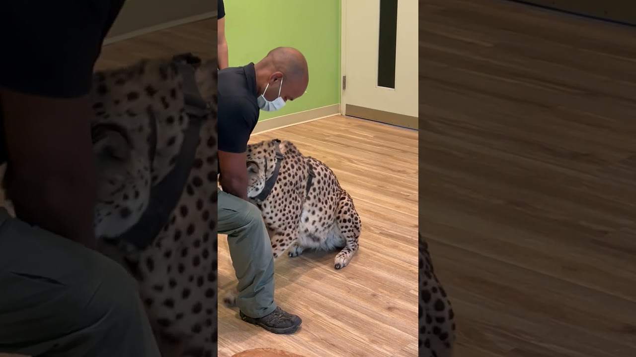 Cheetah experience at the Bronx Zoo - video 3 of 3