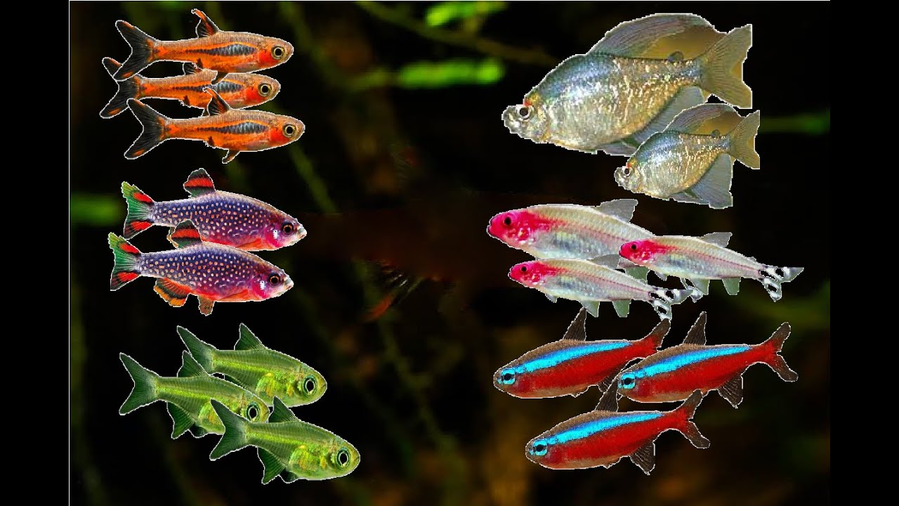 Peces Rasboras con Tetras: ¿En un mismo acuario?