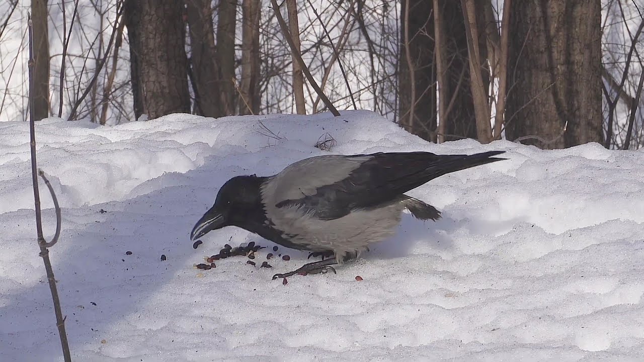 🎶Голодная бесхвостая ворона