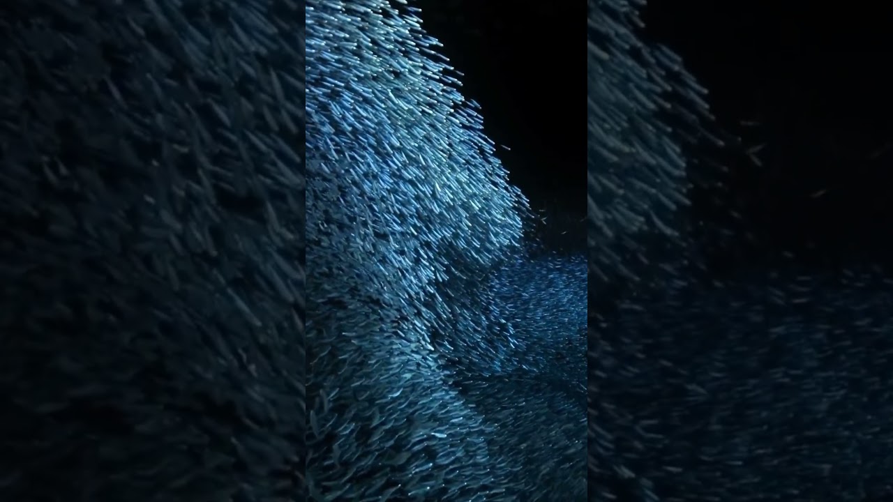 Gerombolan ikan bilis