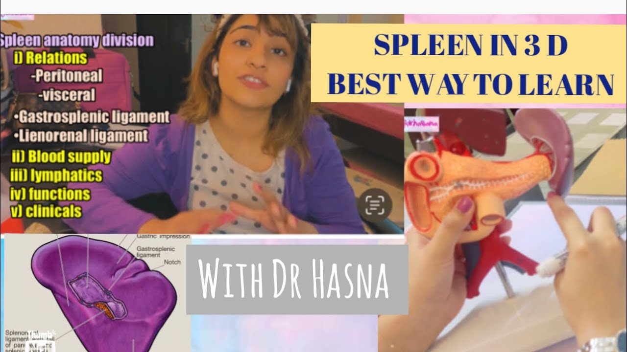 Spleen Anatomy in 3D | Abdomen Anatomy MADE EASY!
