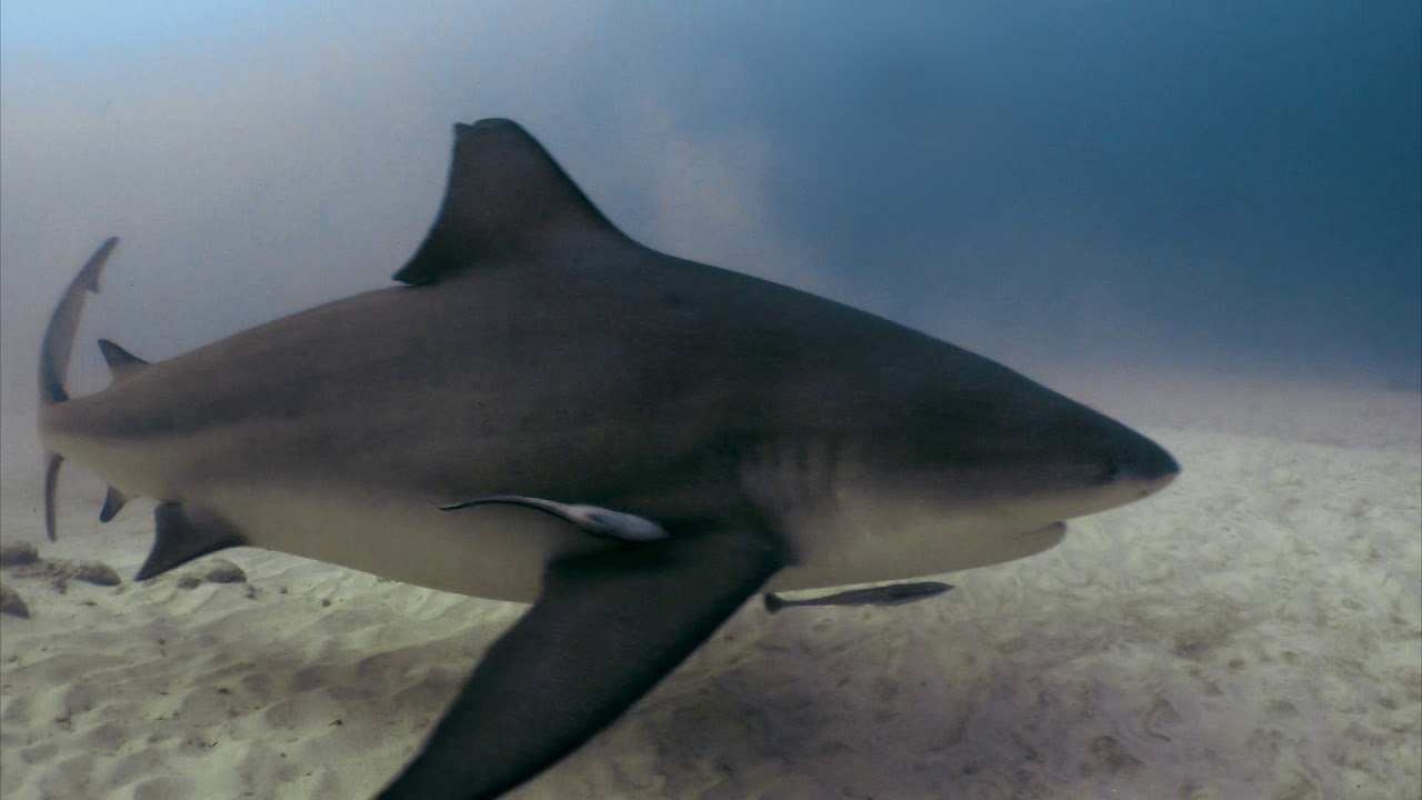 Diving with Bull Sharks in Playa Del Carmen