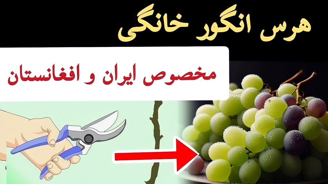 اگر یک درخت انگور در خانه داری این ویدئو مخصوص شماست | هرس و شاخه بری انگور به شکل سایه بان
