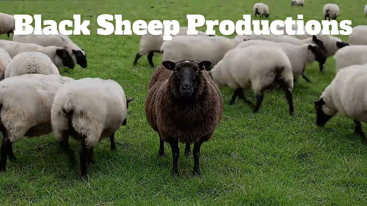 Black Sheep Productions-Channel Stinger 🔥