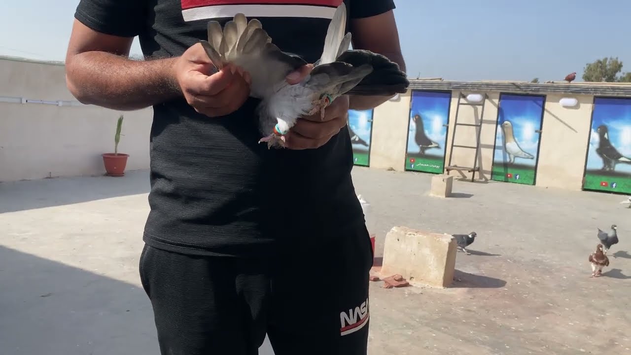 بلشنا كش بالعروق الجديده