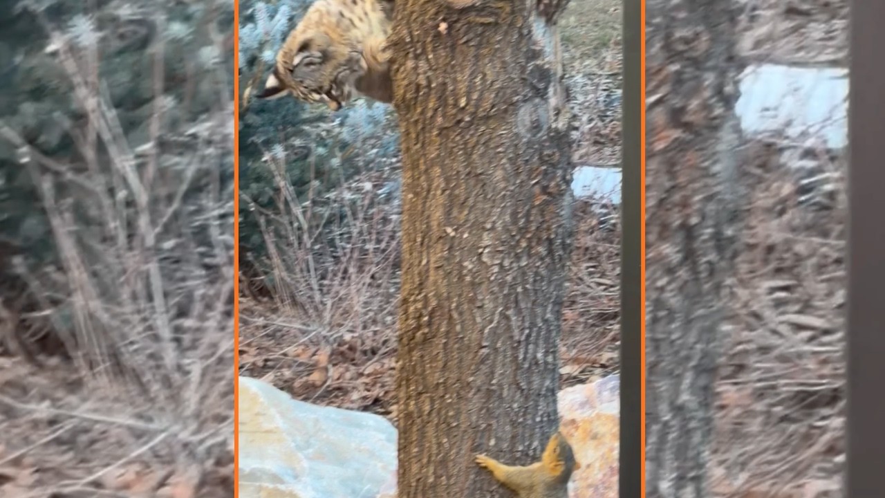 Clever Squirrel Evades Bobcat Attack Hiding on Tree