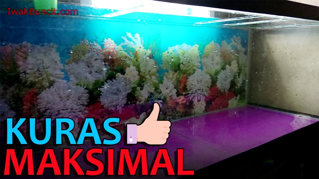 Cara Menguras Total Aquarium Ikan Mas Koki Supaya Bersih, Bening, Kinclong Maksimal