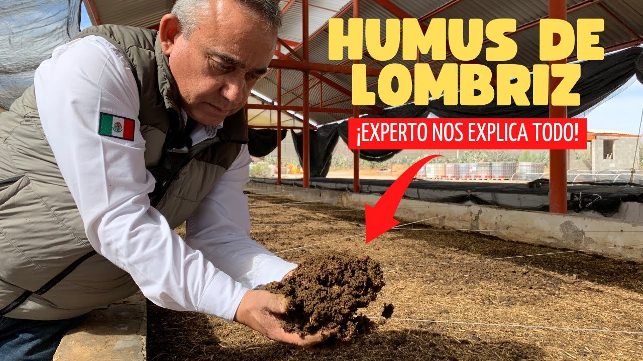 Experto Nos Habla Sobre El Humus De Lombriz, Sus Usos y Beneficios🪱🪴