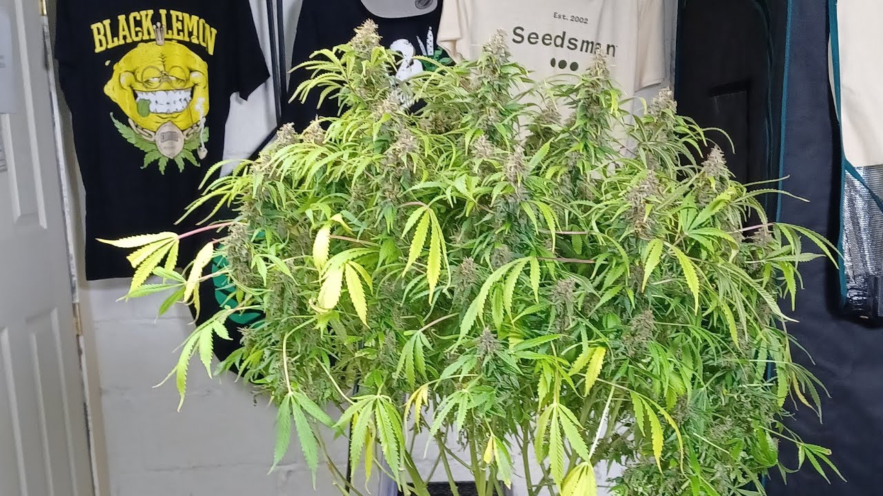 Mandarin XL autoflower from Ganja Farmer, Medic Grow Mini Sun-2,  Gen1:11 organo-mineral nutrition 👀