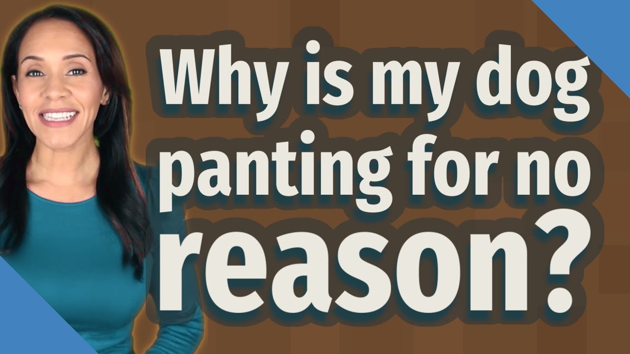 Why is my dog panting for no reason?