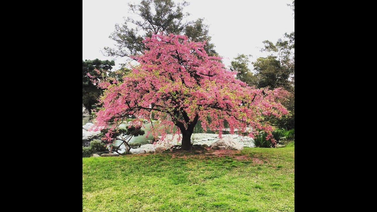 Vegetación típica de los Jardines japoneses