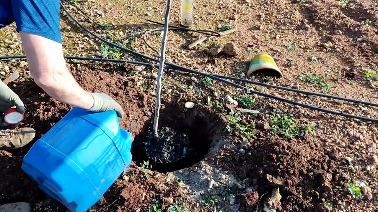 Cómo plantar una breva en el huerto