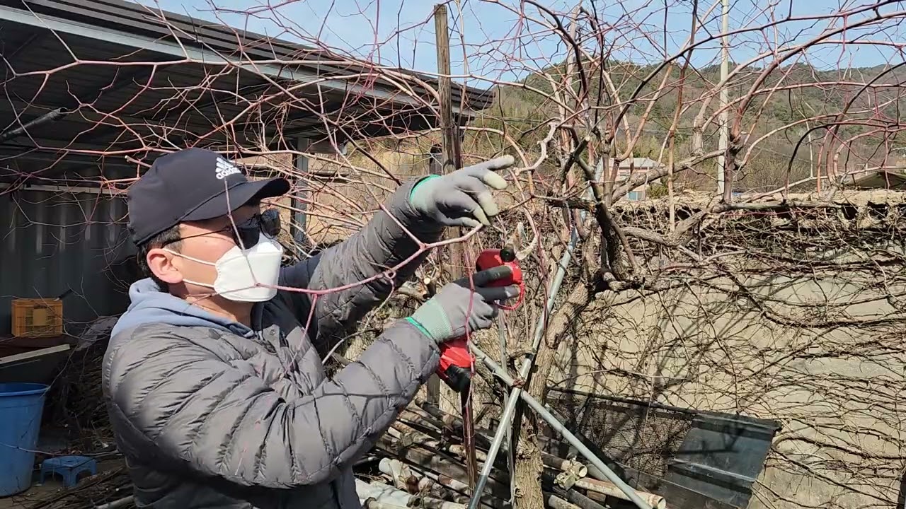 뒷마당 대추나무 전정작업 멍때리기(Zoning Out While Pruning My Backyard Jujube Tree) 2026년 2월 16일