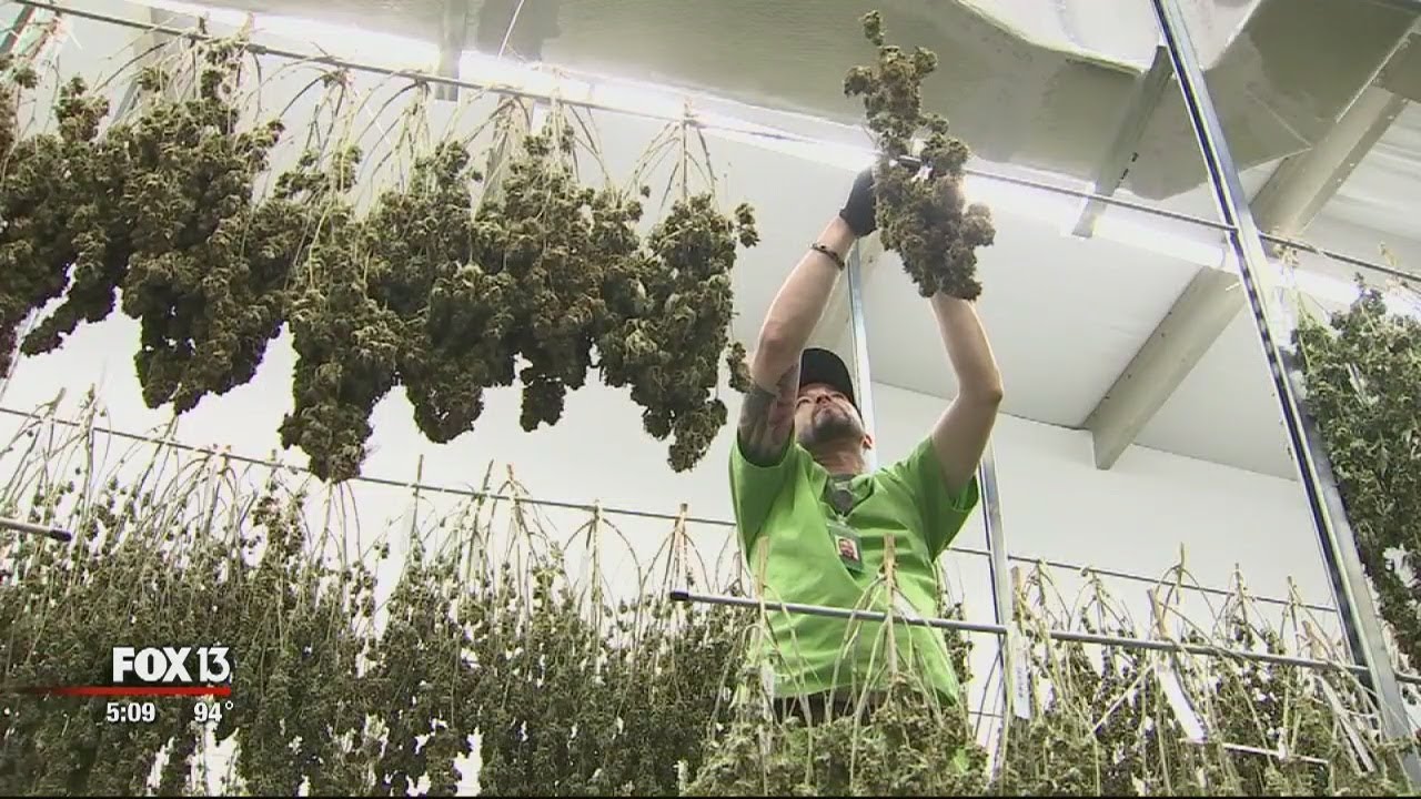 Behind the scenes at Apollo Beach's medical cannabis operation