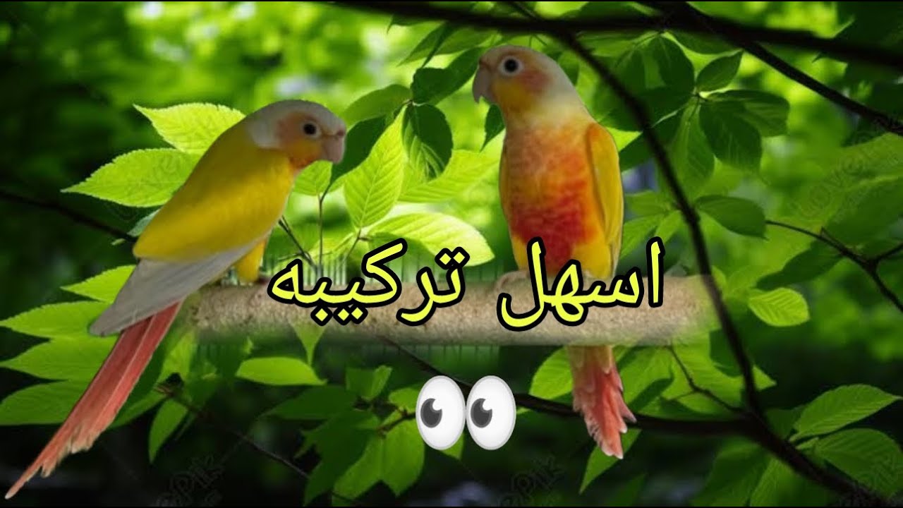 طرق انتاج طفرة الصن شيك كنيور من الالف للياء, معلومات مهمه عن ببغاء الصن شيك كنيورSun Cheek Conure